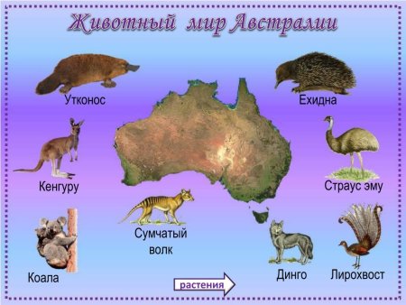 Материк Австралия животные и растения 4
