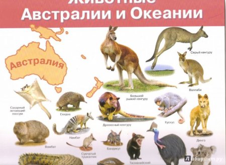 Животный мир Австралии карта