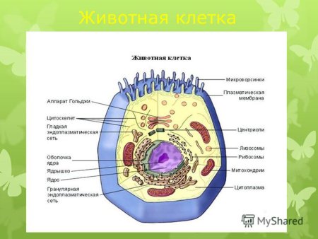 Строение органоидов клетки животных