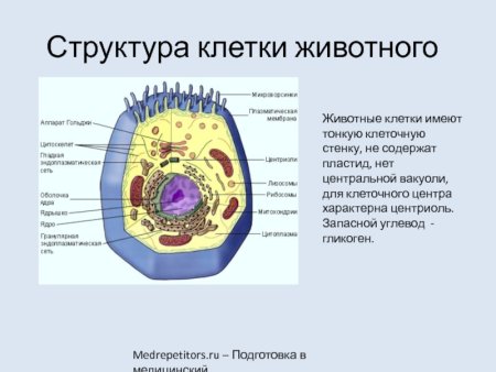 Структуры эукариотической клетки органеллы