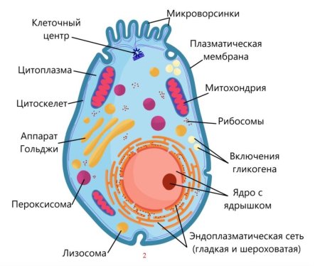 Строение клетки человека рисунок с подписями