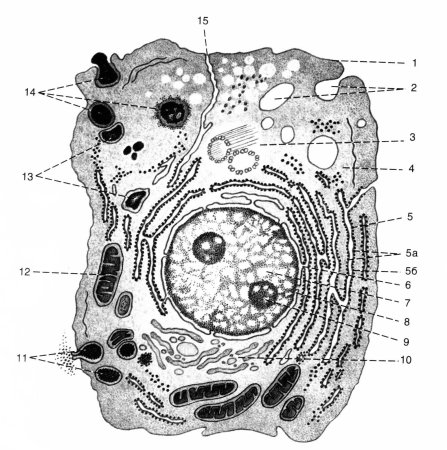 Схема органелл растительной клетки строение