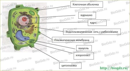 Органоиды растительной клетки рисунок