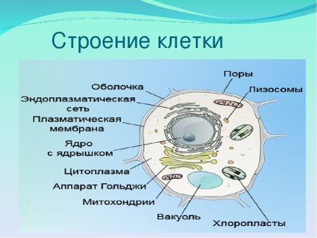Комбинированная схема животной и растительной клетки