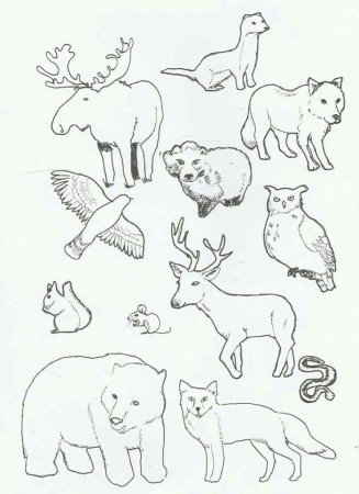 Контуры лесных животных