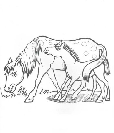 Раскраска лошадь с жеребенком