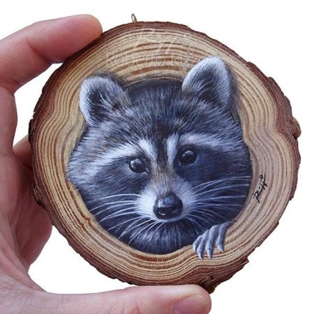 Енот на Камне