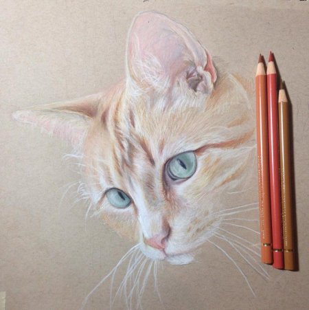 Кошка цветными карандашами