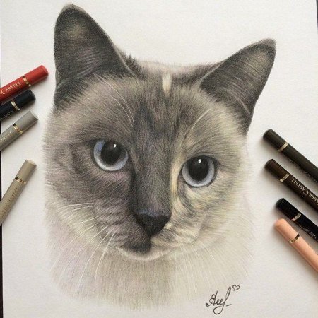 Кот маркерами