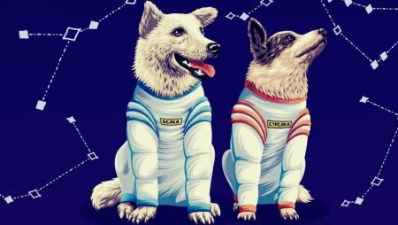 Лайка первая собака в космосе