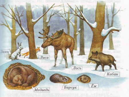 Зимовка диких животных для детей