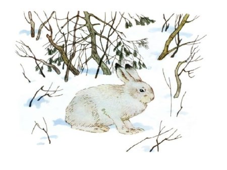 Николай Сладков заяц серый