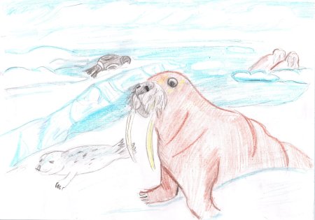 Рисование арктических животных