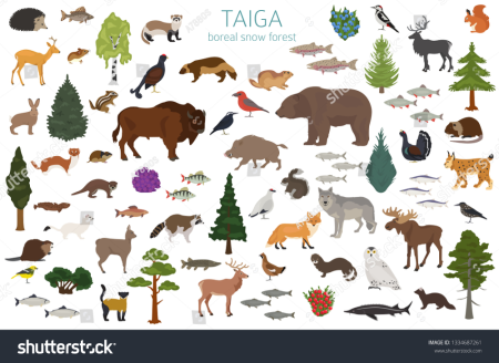 Тайга животные и растения