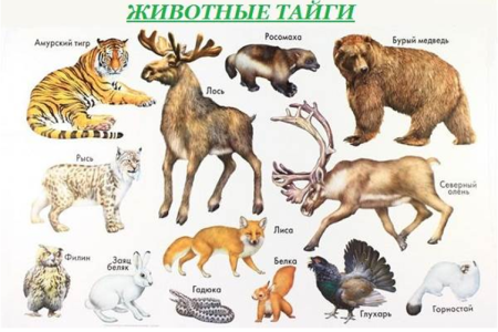 Какие животные живут в тайге