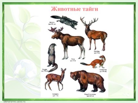 Животные тайги для детей