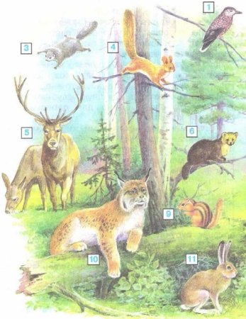 Животные тайги раскраска