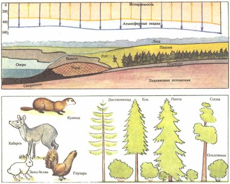 Пищевая цепь тайги 4