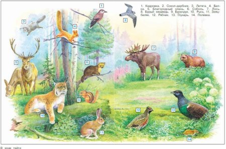 Жители леса