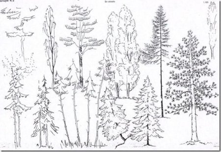 Тайга природная зона