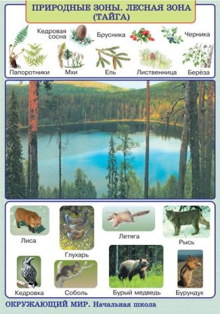 Представители растительного мира тайги