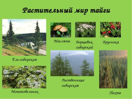 Дерево лиственное и хвойное карандашом