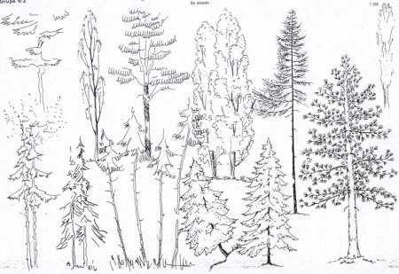 Рисование животные в лесу