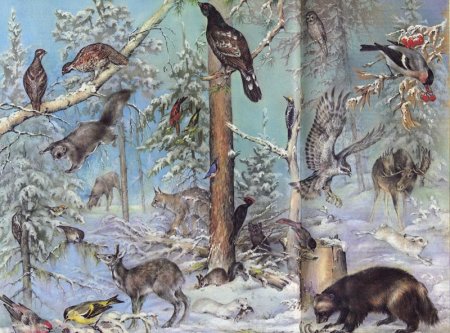 Природные зоны иллюстрации