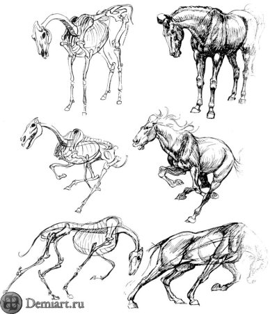 Искусство рисования животных Кен Халтгрен