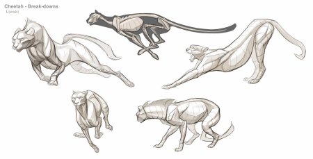 Кошачья анатомия референс