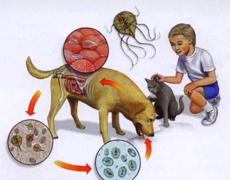 Возбудители протозойных кишечных инвазий лямблиоз