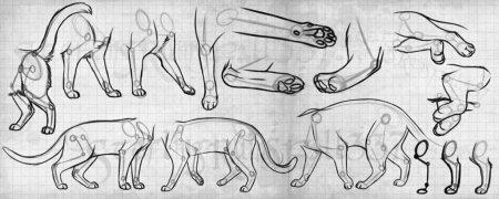 Коты Воители анатомия лап