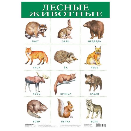 Лесные животные для детей