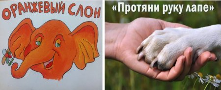 Акция протяни руку лапам