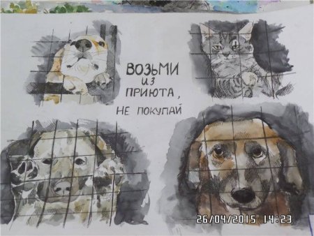 Плакаты в защиту бездомных животных