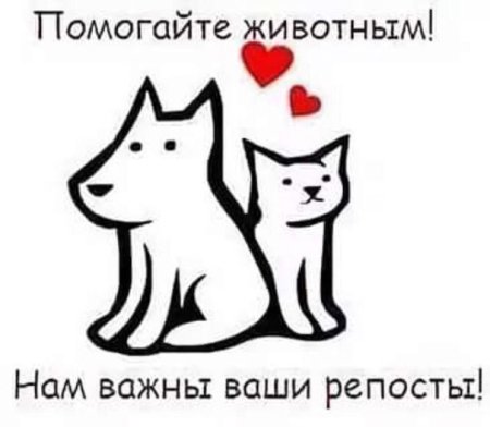 Помощь бездомным животным рисунки