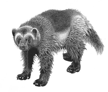 Росомаха зверь