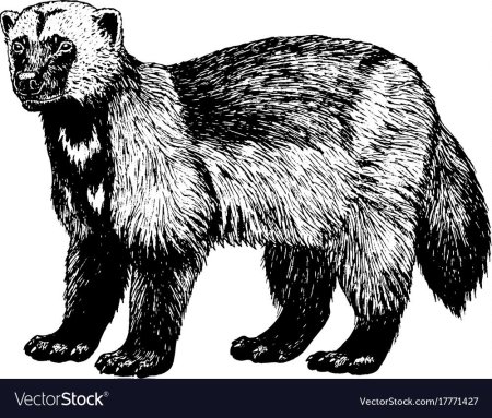 Росомаха животное