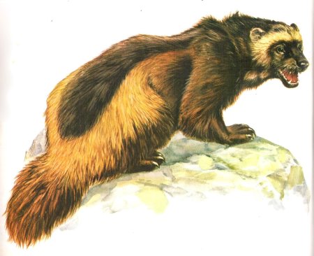 Росомаха животное арт
