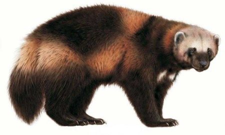 Росомаха срисовывать животное