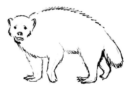 Росомаха животное