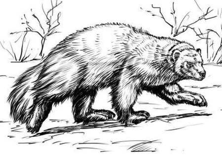 Росомаха раскраска для детей животное