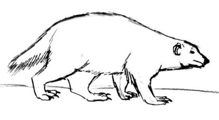 Росомаха животное для детей