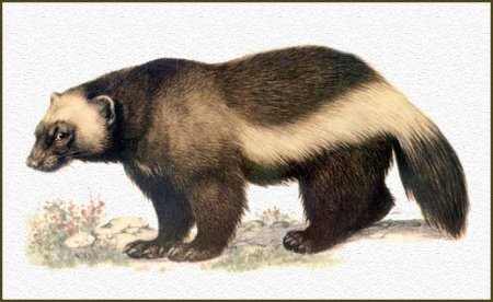 Раскраска Росомаха зверь