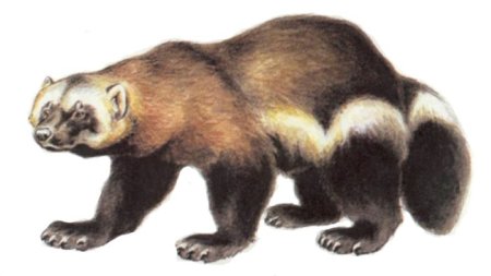 Росомаха на белом фоне животное