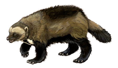 Раскраска Росомаха зверь