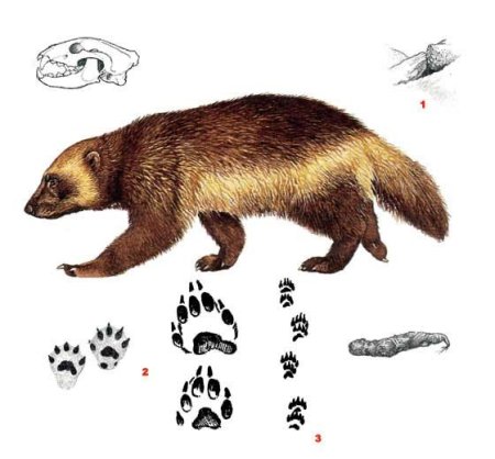 Росомаха раскраска для детей животное