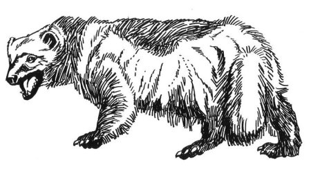 Росомаха животное