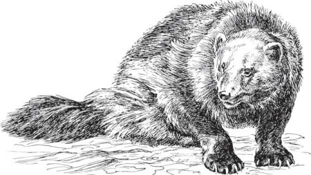 Барсук раскраска