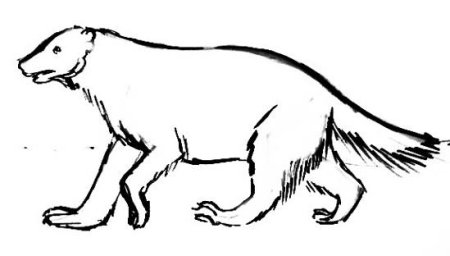 Картины Росомаха зверь